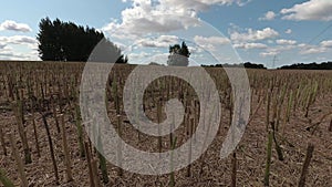 Rapeseed stubble field and clouds after harvesting, time lapse