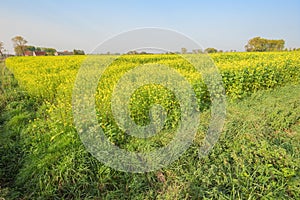 Rapeseed till the horizon