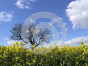 Rapeseed and Tree