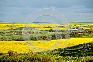 Rapeseed & Wheat Fields