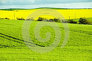 Rapeseed & Wheat Fields