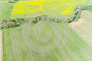 rapeseed and wheat fields on the banks of a small river, drone shot