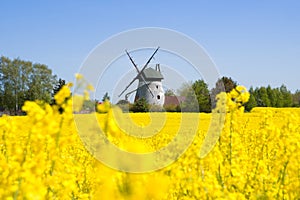 rapeseed and windmills