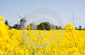 rapeseed and windmills