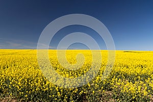 Rapeseed yellow endless field with blue sky