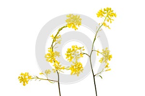 Rapeseed