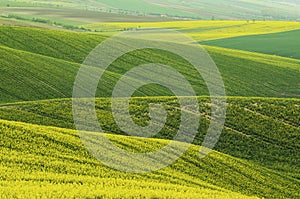 Rapeseed yellow green field in spring