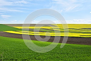 The Rapeseed yellow and green field in spring