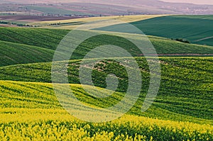 Rapeseed yellow green field in spring