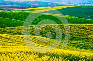 Rapeseed yellow green field in spring