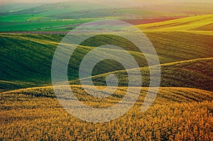 Rapeseed yellow green field in spring