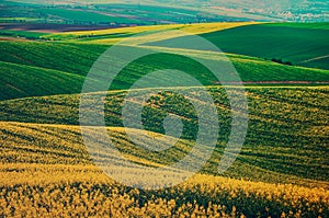 Rapeseed yellow green field in spring