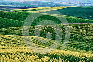 Rapeseed yellow green field in spring