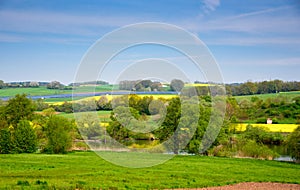 Rapeseed yellow green field in spring, abstract natural eco seasonal floral background