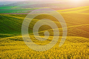 Rapeseed yellow green field in spring