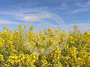 rapeseed yellow plant flowers natural oil vegetable photo