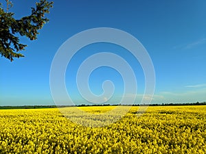 Rapeseeds fields, yellow and blue sky