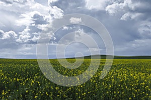 Rapessed field yellow flowers