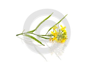 Rapessed flower and fruit.