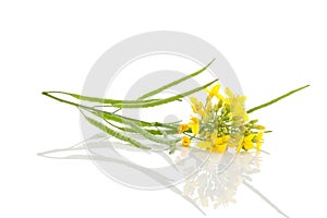 Rapessed flower and fruit.