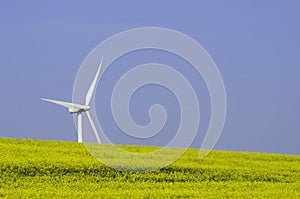 Rapessed and wind turbine
