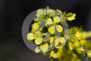 Rapessed yellow flowers