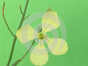 Raphanus Raphanistrum flowering plant