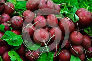 Raphanus sativus or common red radishes at the Farmer\'s Market  an edible root vegetable of Brassicaceae family