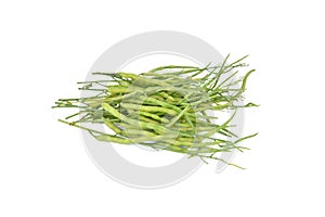 Raphanus sativus Linn. var. caudatus Alef isolated on white back
