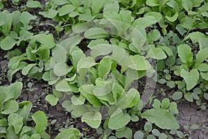 Raphanus sativus. Radish, vegetable, root vegetable