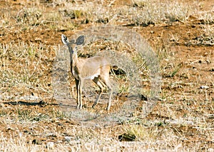 Raphicerus campestris in the Etosha national park