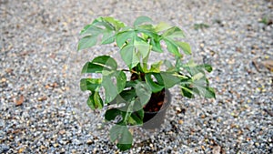 Raphidophora tetrasperma variegated in the pot