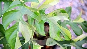 Raphidophora tetrasperma variegated in the pot