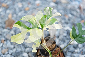Raphidophora tetrasperma variegated in the pot