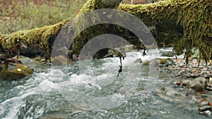 Rapid flow of crystal clear water in a forest creek with mossy tree trunk