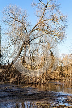 Rapid flow of meltwater from the forest, spring sunny day