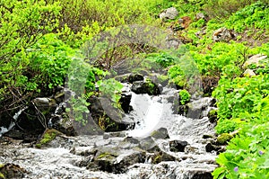 The rapid flow of a mountain stream flows down around the stones through thickets of bushes
