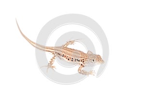 The rapid fringe-toed lizard on white