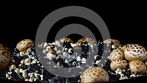 The rapid growth of champignons, time-lapse