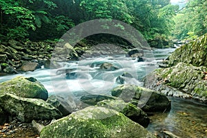 A rapid stream flowing through a mysterious forest of lush greenery