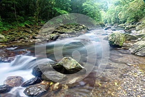 A rapid stream flowing through a mysterious forest of lush greenery