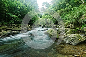 A rapid stream flowing through a mysterious forest of lush greenery