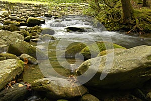 Rapids on Laurel creek, GSMNP