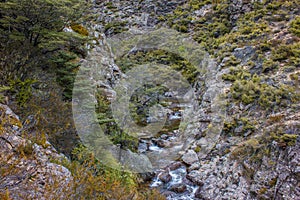 Rapids in Native Bush mountain stream