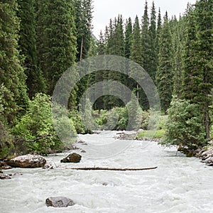 Rapids of rivers and trees