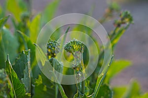 O brócoli nabos es un verde verdura hojas captura representante todo comestible. cultivo 