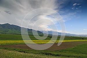 Raps field against the backdrop of high mountains. Blooming summer herbs. Spring landscape. Summer outside the city. Kyrgyzstan