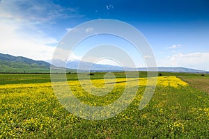 Raps field against the backdrop of high mountains. Blooming summer herbs. Spring landscape. Summer outside the city. Kyrgyzstan