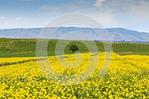 Raps field against the backdrop of high mountains. Blooming summer herbs. Spring landscape. Summer outside the city. Kyrgyzstan