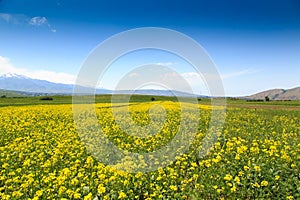 Raps field against the backdrop of high mountains. Blooming summer herbs. Spring landscape. Summer outside the city. Kyrgyzstan